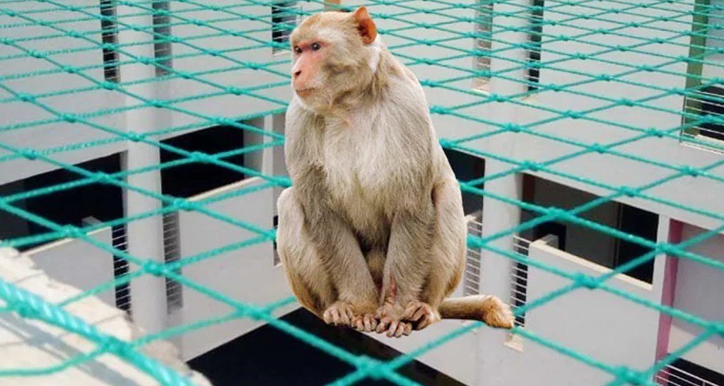 Terrace Monkey Net