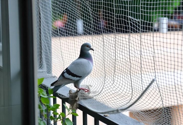 Pigeon Safety Nets